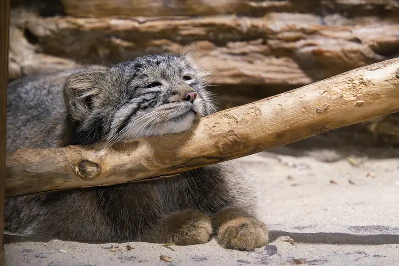 恩賜上野動物園のフィーガの写真