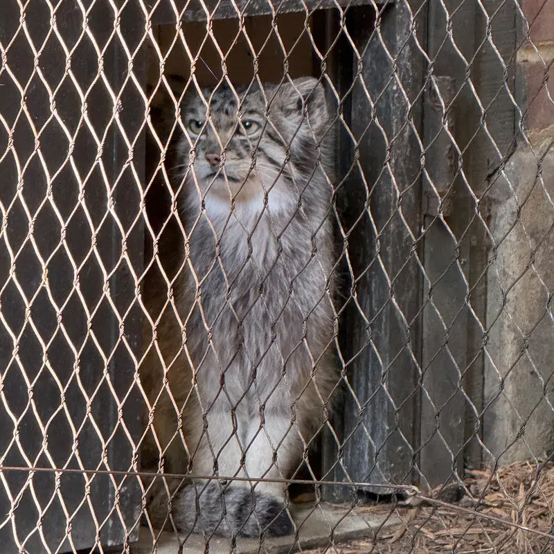 プロスペクト・パーク動物園のバトゥの写真