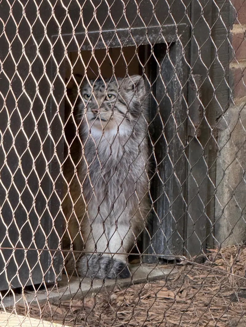 プロスペクト・パーク動物園のバトゥの写真
