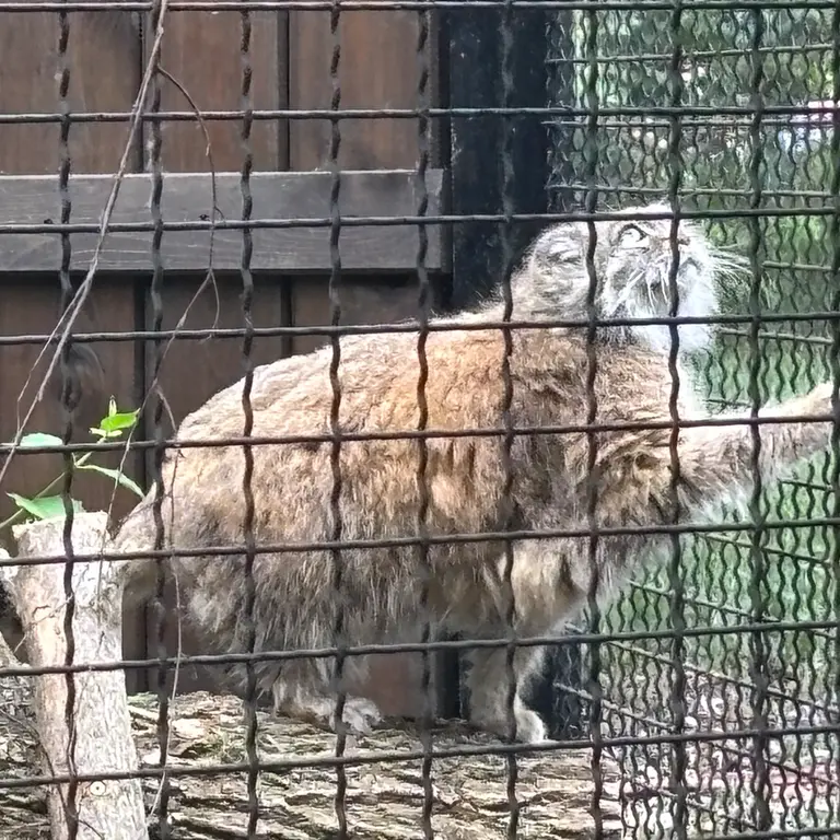 ワルシャワ動物園のジェシーの写真