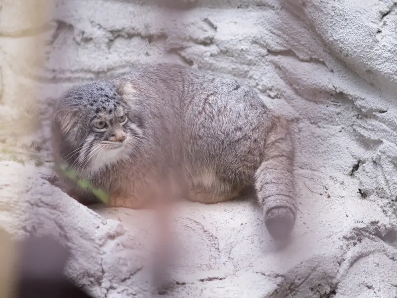 野毛山動物園のフィーガの写真