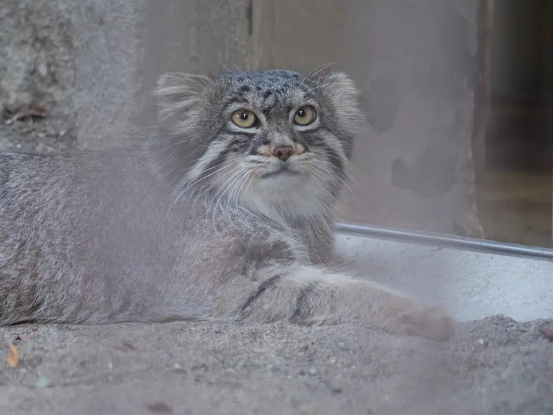野毛山動物園のフィーガの写真