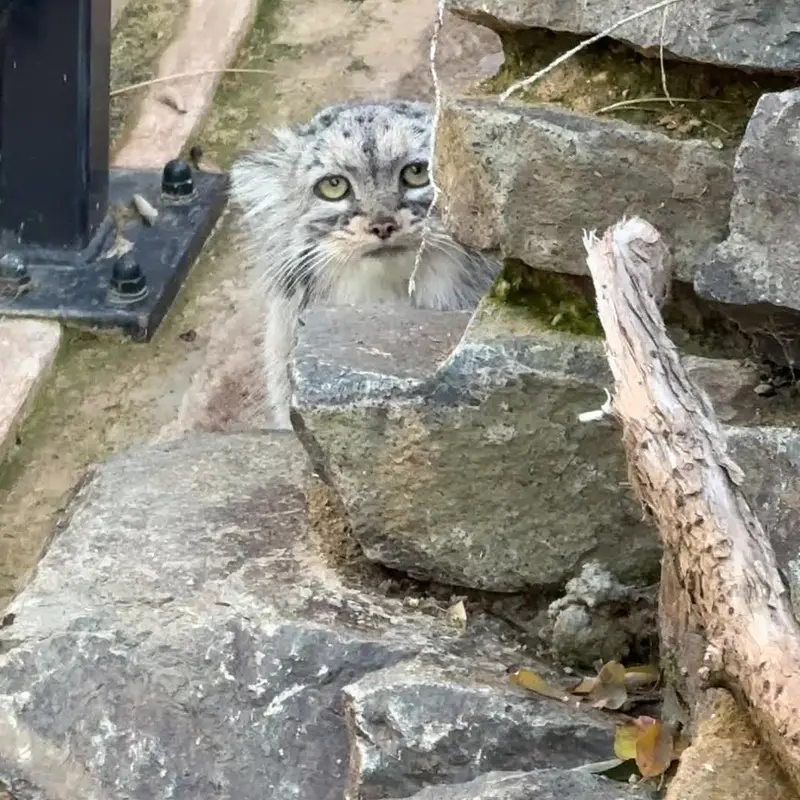 プラハ動物園のマヌルネコの写真