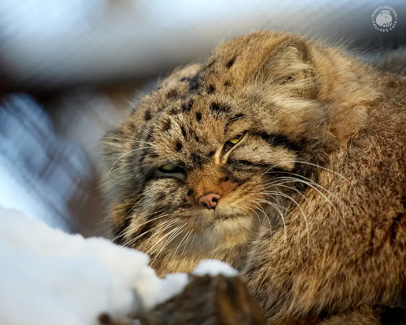ノヴォシビルスク動物園のジョージの写真