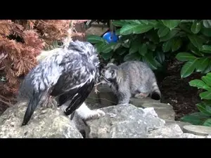 ビッグ・キャット・サンクチュアリのシヴァ、トゥーラ、アドゥヴァとウルハン・バトルの動画