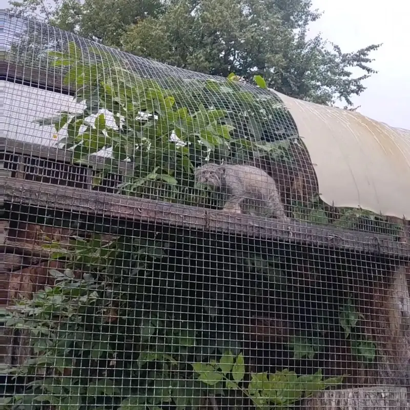 レニングラード動物園のマヌルネコの写真