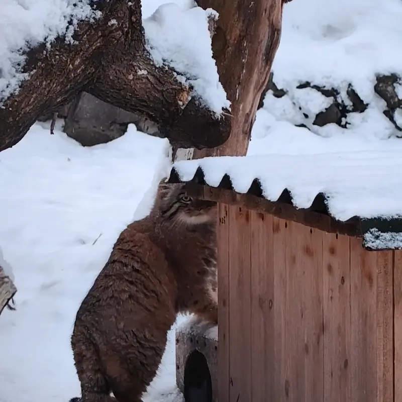 ノヴォシビルスク動物園のマヌルネコの写真