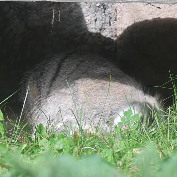 モスクワ動物園のマヌルネコの写真