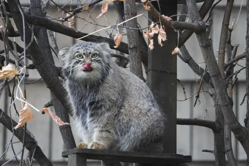 モスクワ動物園のティモフェイの写真
