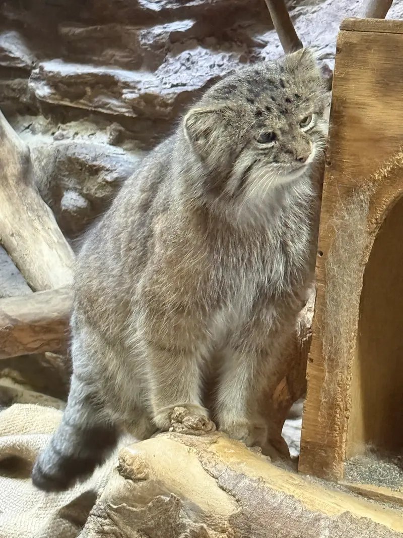 恩賜上野動物園のクリョンの写真