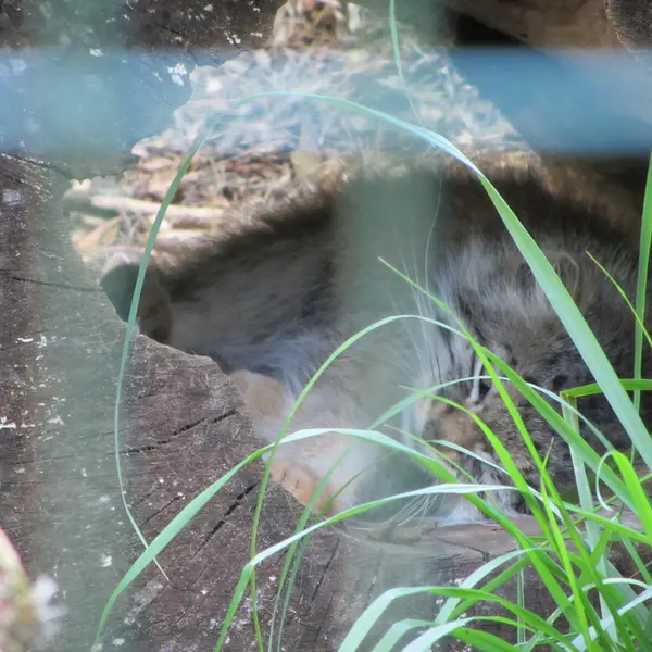 デッサウ動物園のマンニの写真