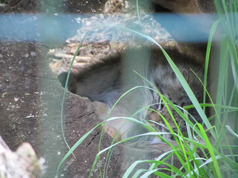 デッサウ動物園のマンニの写真