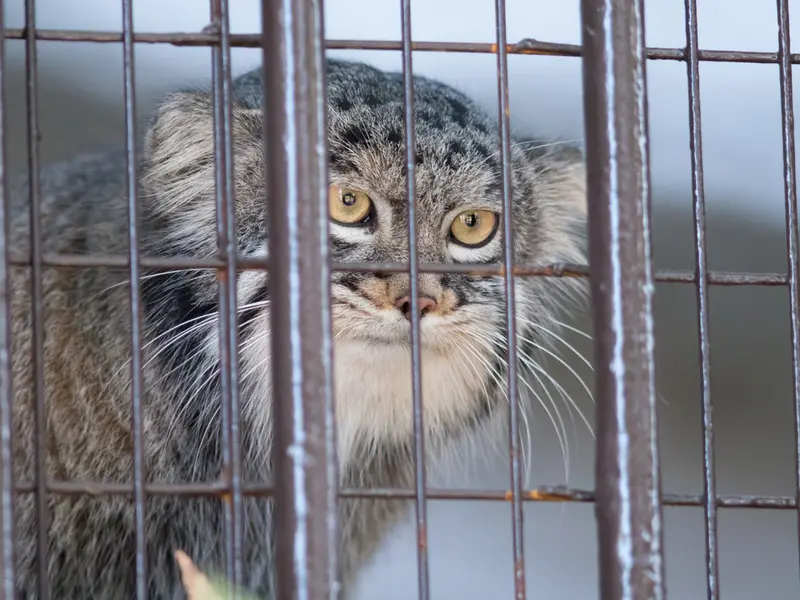 野毛山動物園のフィーガの写真