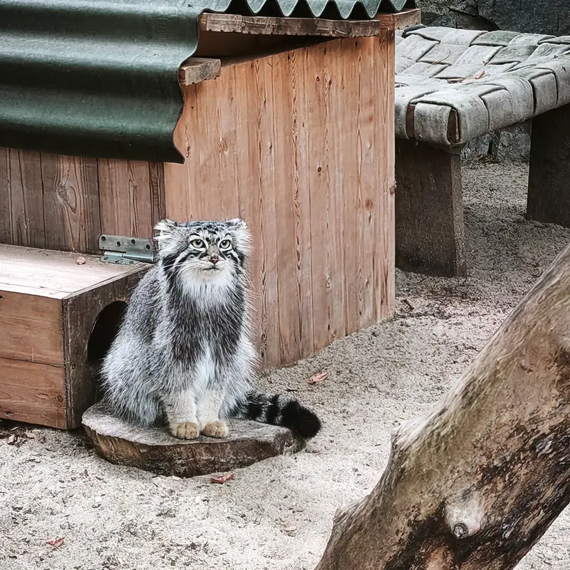 ノヴォシビルスク動物園のアーニャの写真
