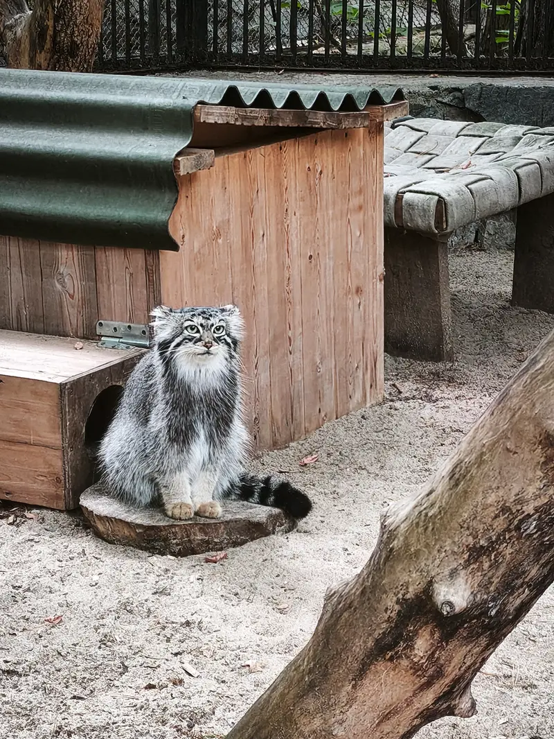 ノヴォシビルスク動物園のアーニャの写真