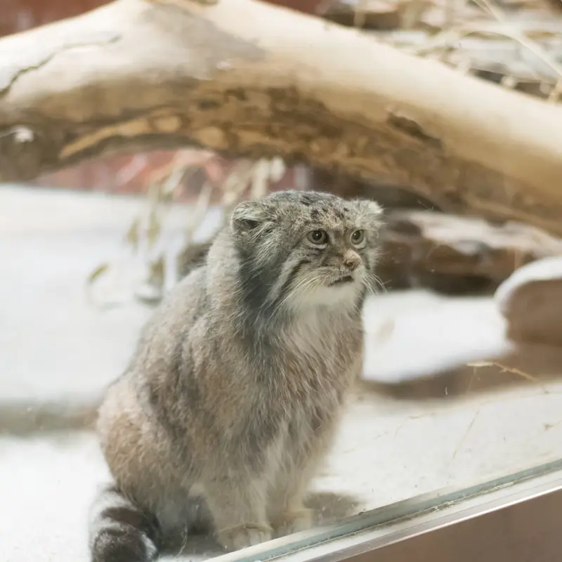 恩賜上野動物園のクリョンの写真