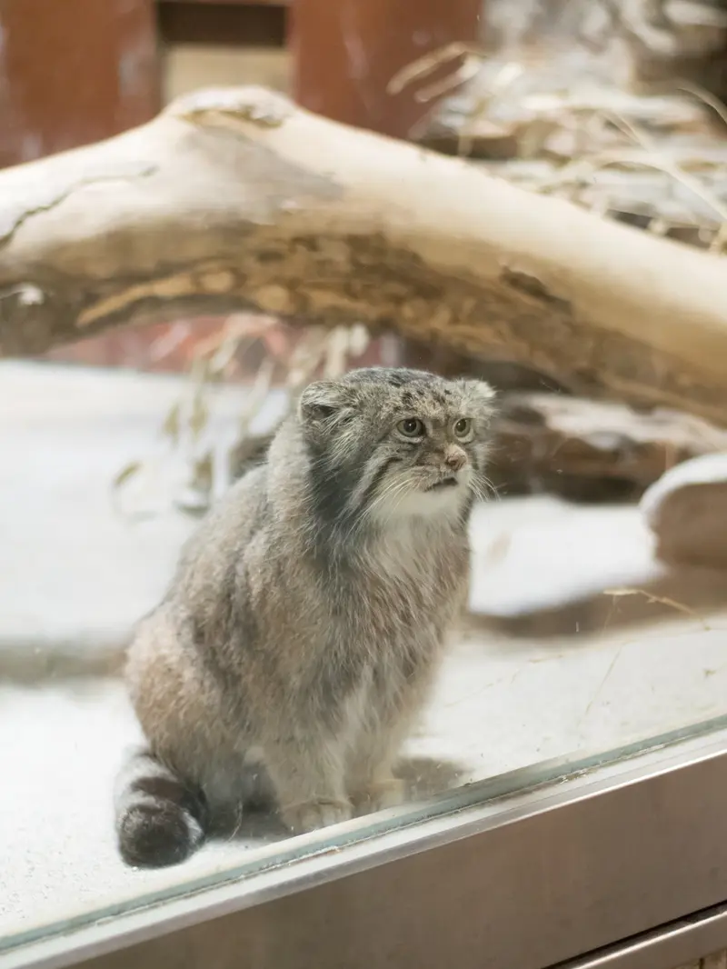 恩賜上野動物園のクリョンの写真