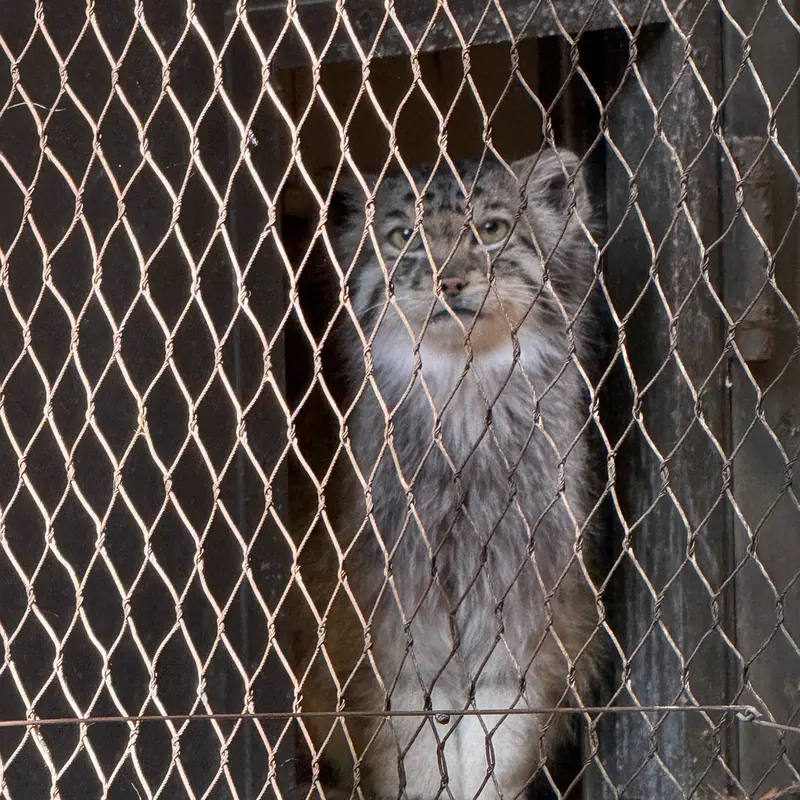 プロスペクト・パーク動物園のバトゥの写真