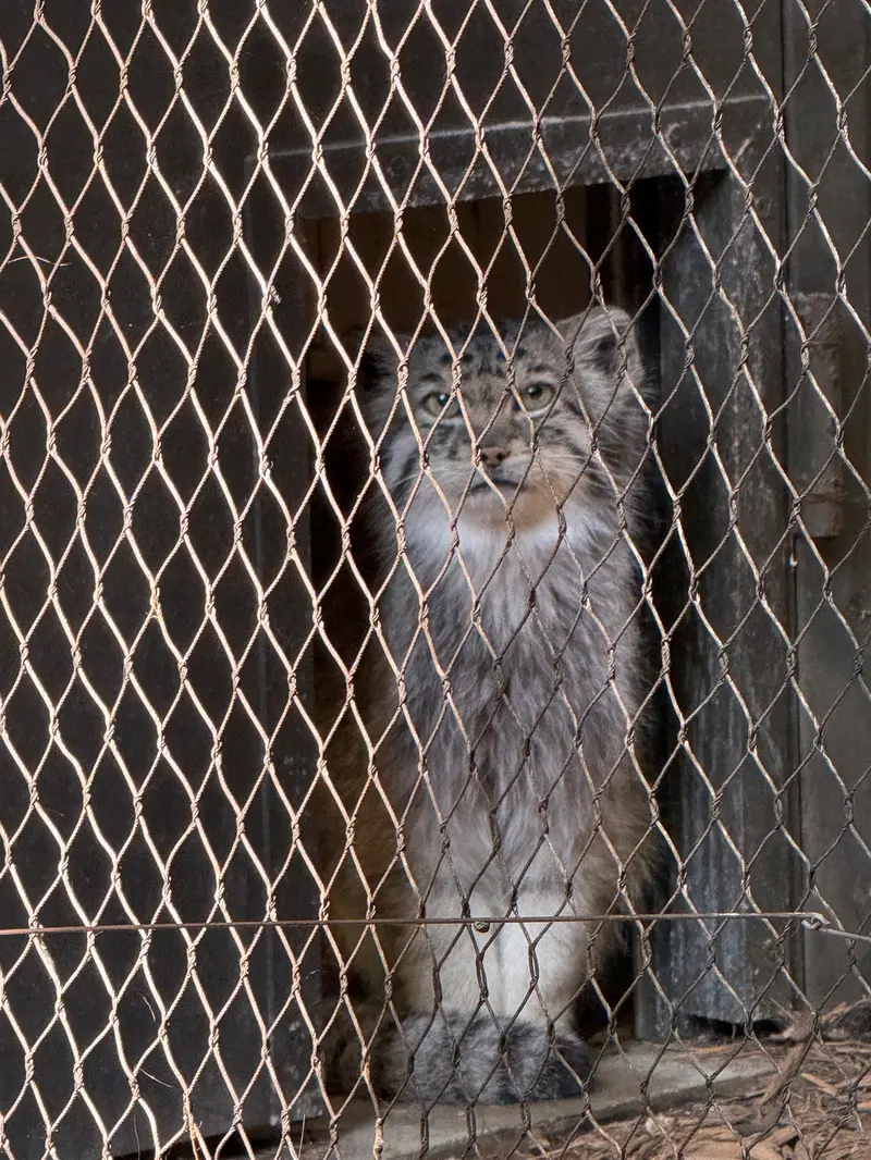 プロスペクト・パーク動物園のバトゥの写真