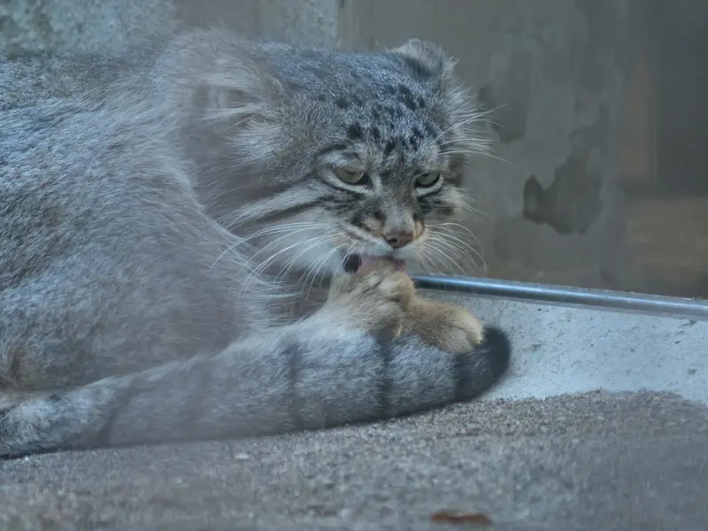 野毛山動物園のフィーガの写真