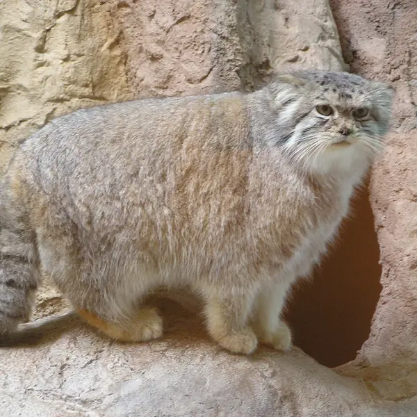 バーミンガム動物園のマヌルネコの写真