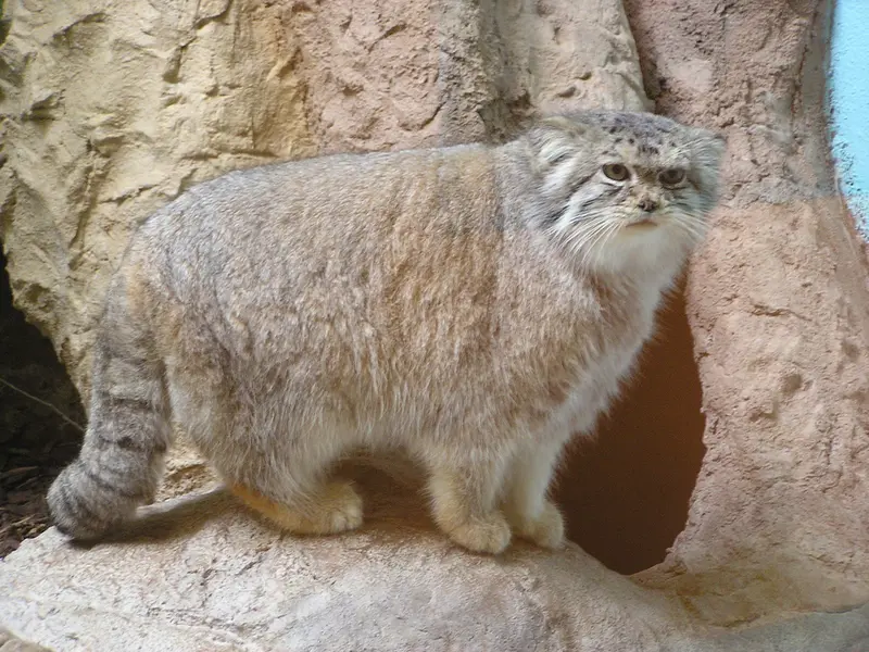 バーミングハム動物園のマヌルネコの写真
