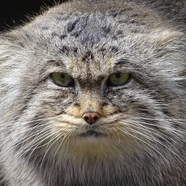 リガ動物園のビョルンの写真