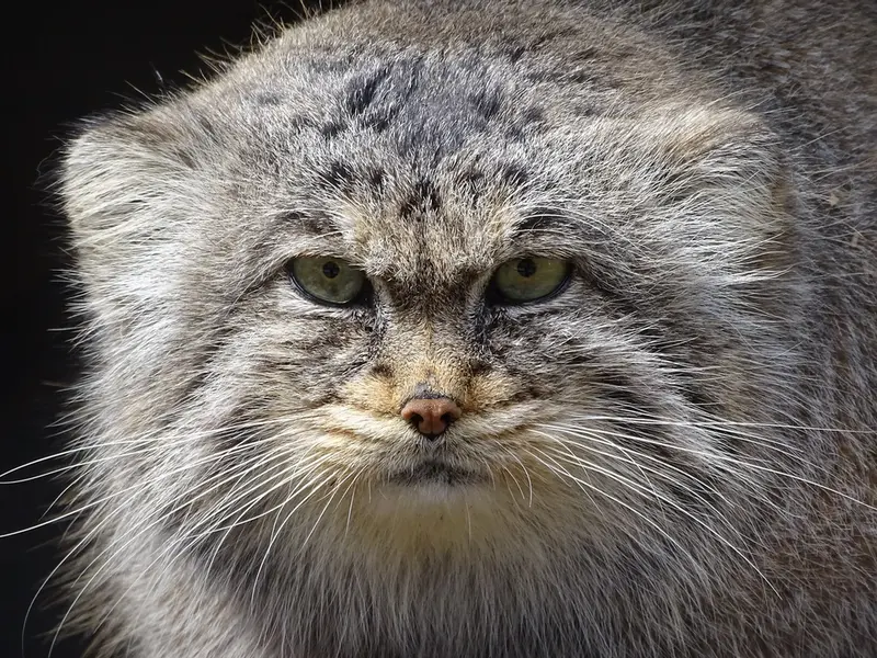 リガ動物園のビョルンの写真