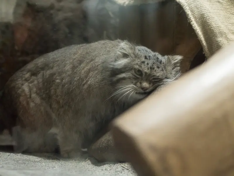恩賜上野動物園のクリョンの写真