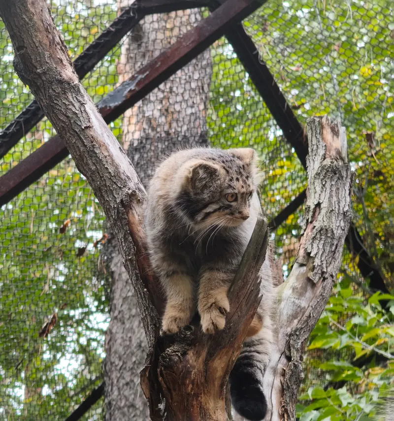 ノヴォシビルスク動物園のマヌルネコの写真