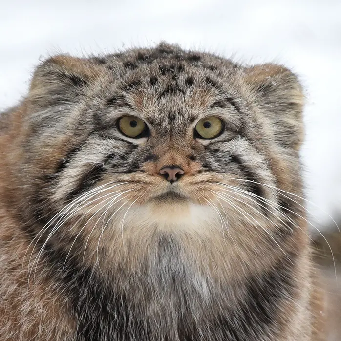 イフラヴァ動物園のマヌルネコのフヴォスチク