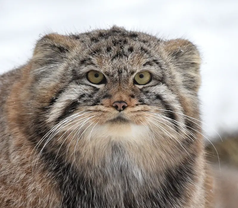 ノヴォシビルスク動物園のフヴォスチクの写真