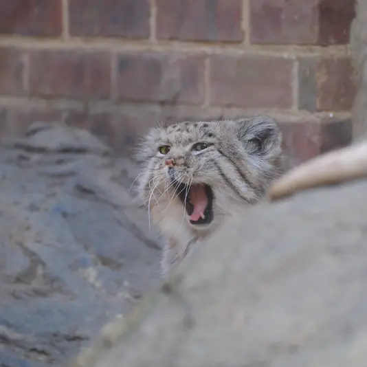 プロスペクト・パーク動物園のマヌルネコの写真