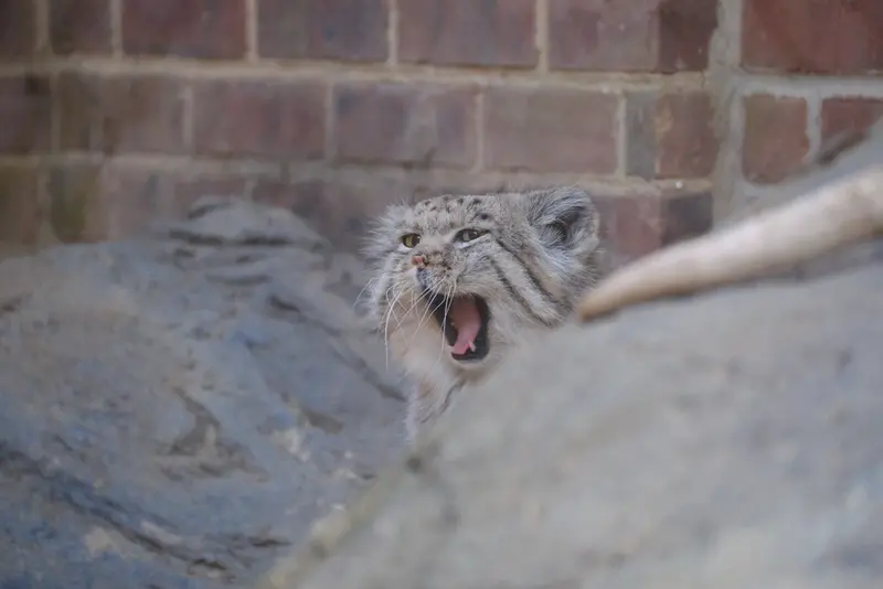 プロスペクト・パーク動物園のマヌルネコの写真