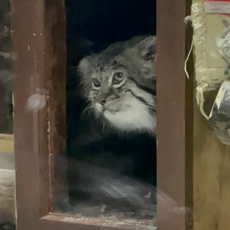 恩賜上野動物園のクリョンの写真