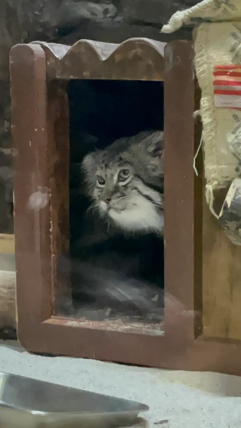 恩賜上野動物園のクリョンの写真