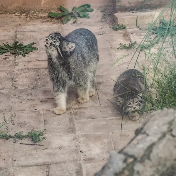 青海チベット高原野生動物園のスン・シャオメイの写真