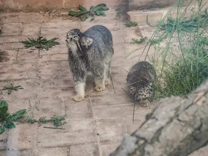 青海チベット高原野生動物園のスン・シャオメイの写真