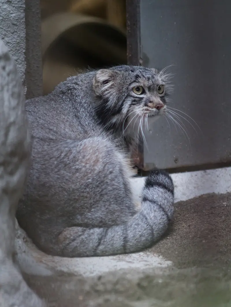 野毛山動物園のフィーガの写真