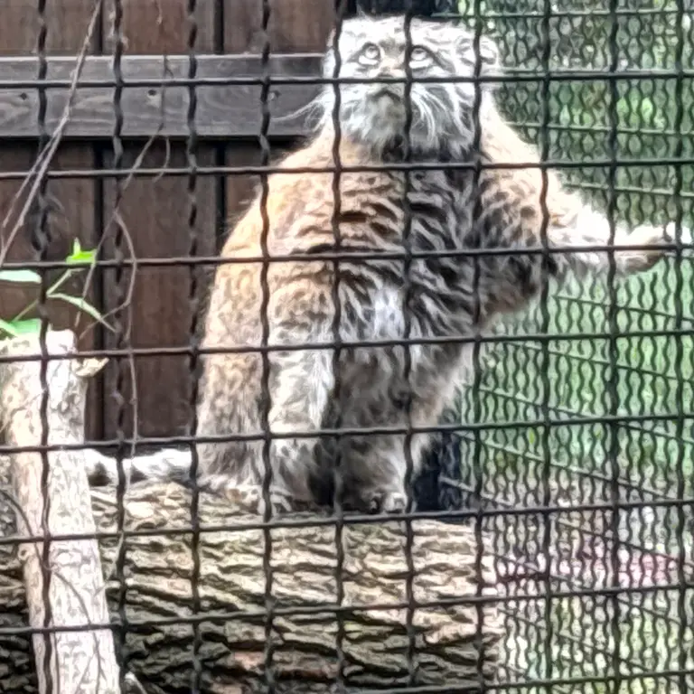 ワルシャワ動物園のジェシーの写真