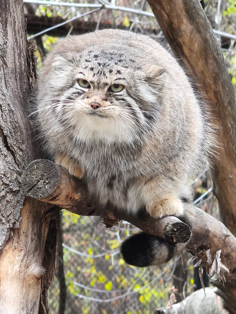 ノヴォシビルスク動物園のイヴの写真