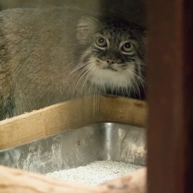 恩賜上野動物園のサフランの写真