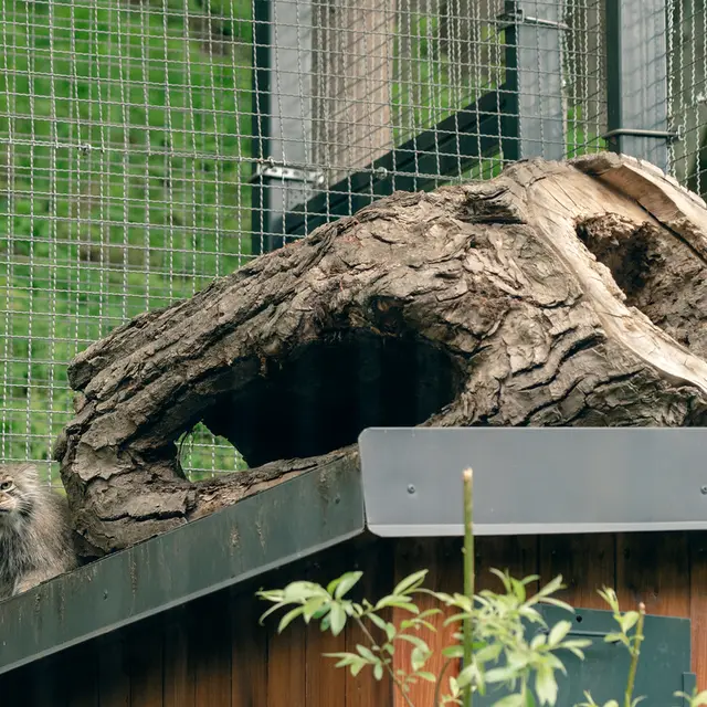 リトアニア動物園のメリッサの写真