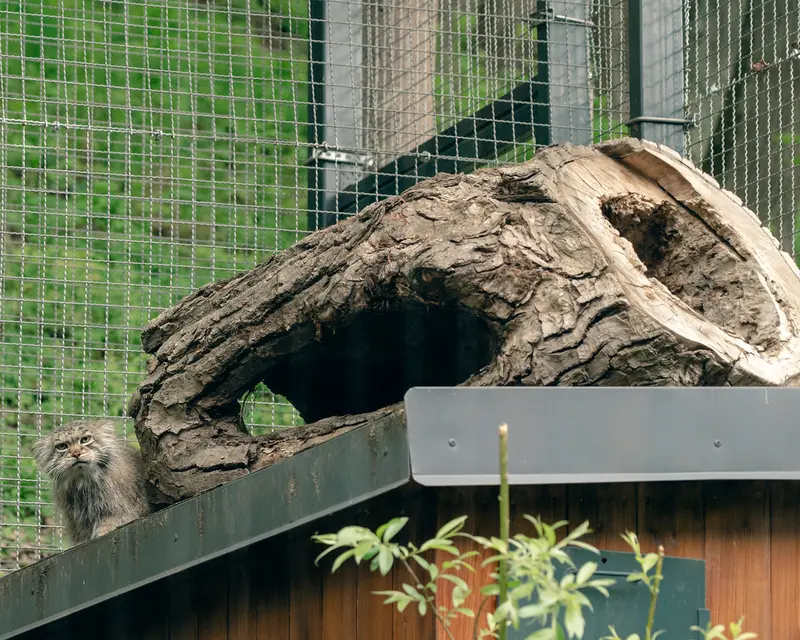 リトアニア動物園のメリッサの写真