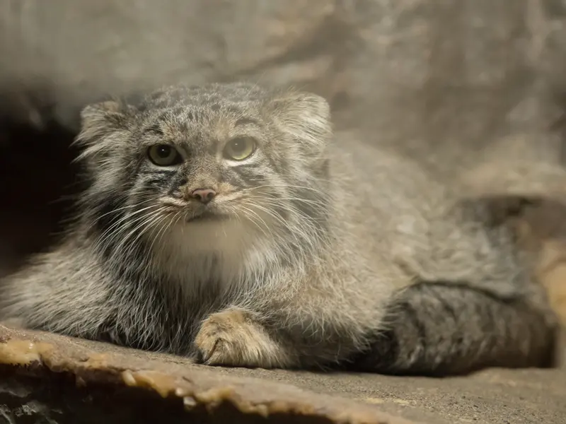 恩賜上野動物園のサフランの写真