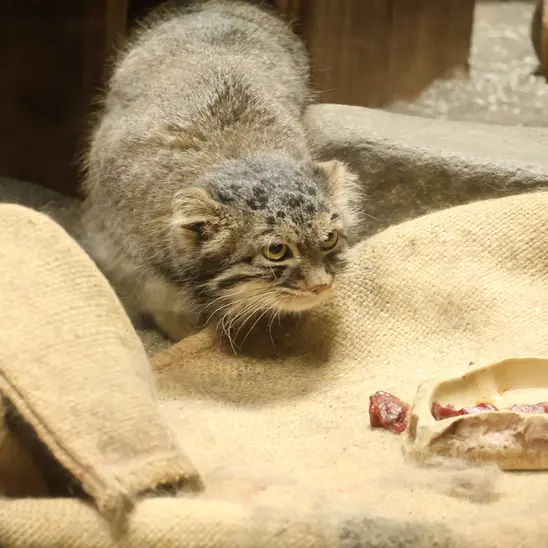 恩賜上野動物園のサフランの写真