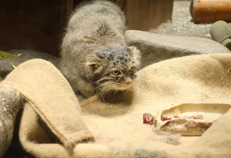 恩賜上野動物園のサフランの写真