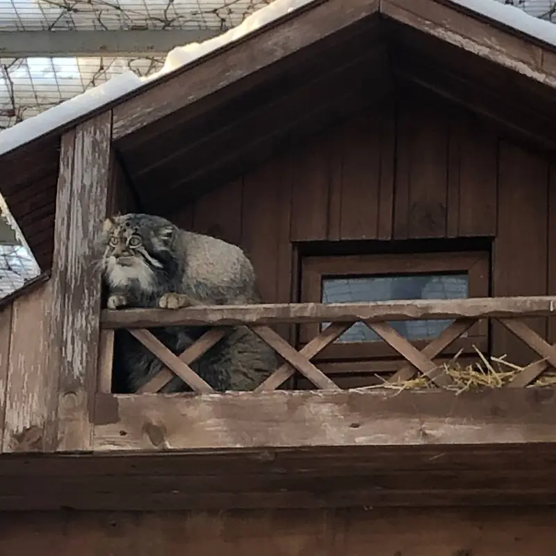 イジェフスク動物園（ウドムルト動物園）のアルタイの写真