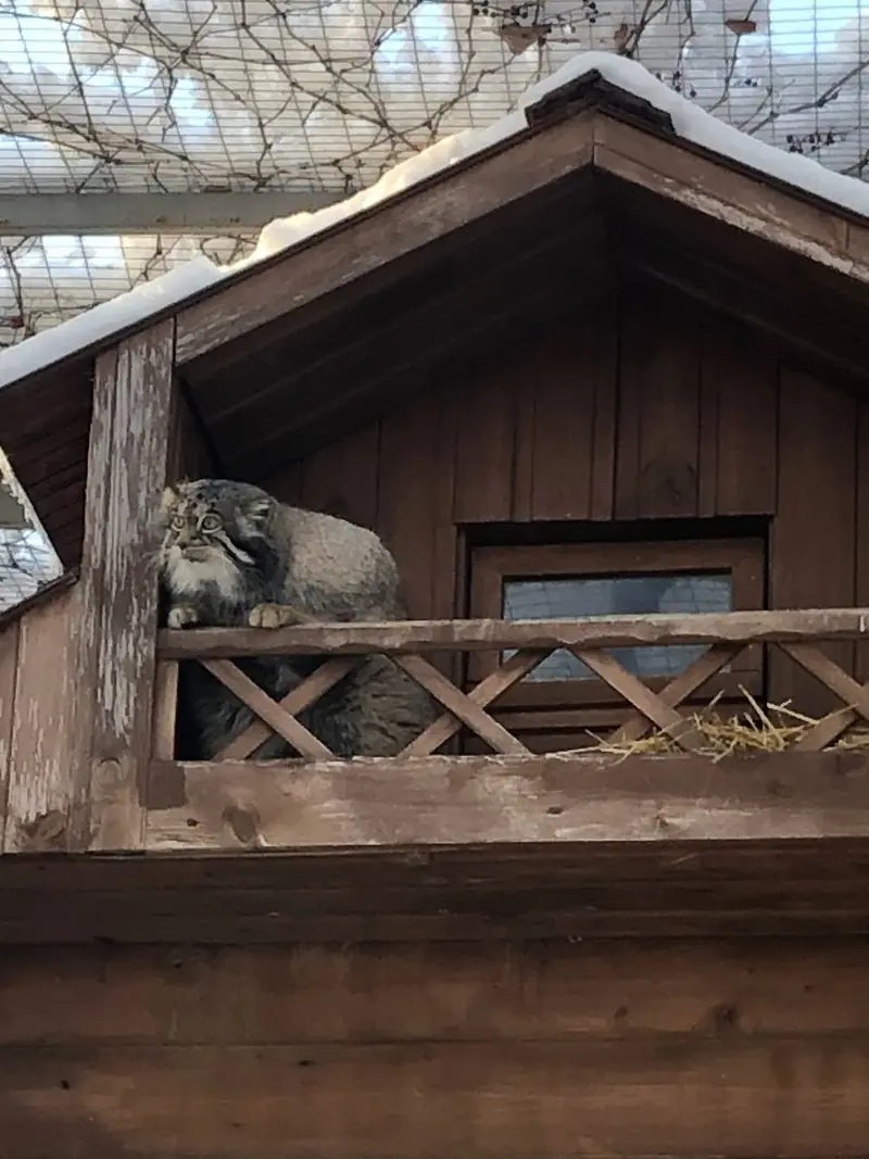 イジェフスク動物園（ウドムルト動物園）のアルタイの写真