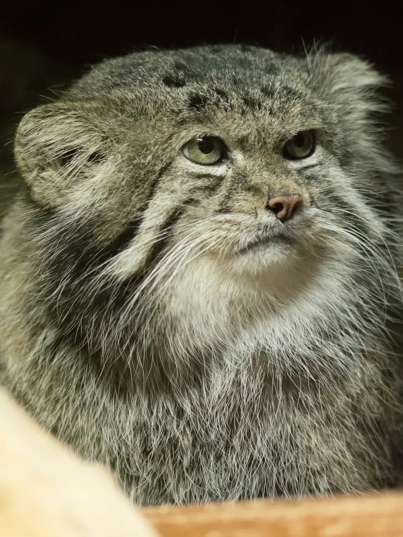 恩賜上野動物園のクリョンの写真